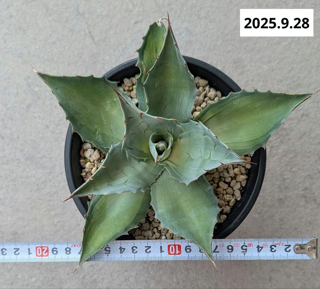 ナッシー_Agave ovatifolia Awakening Angel