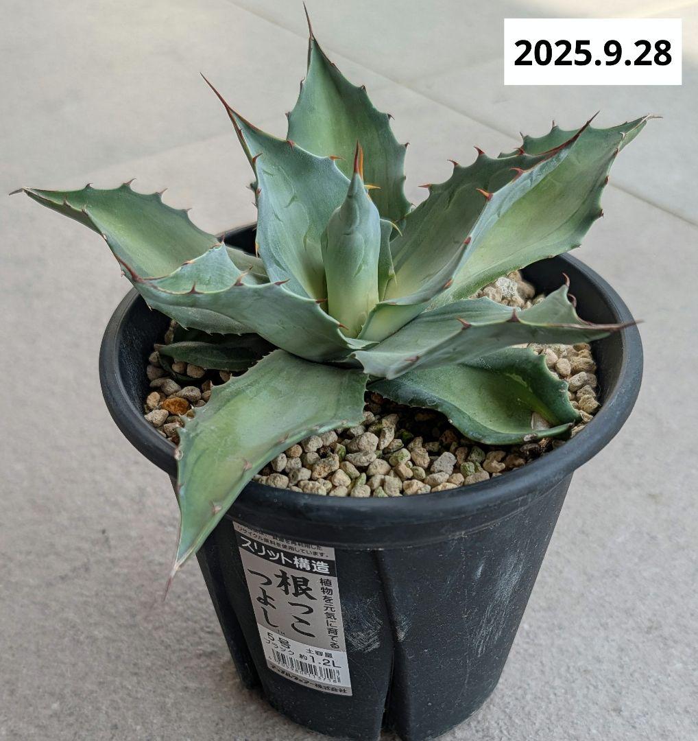 ナッシー_Agave ovatifolia Awakening Angel