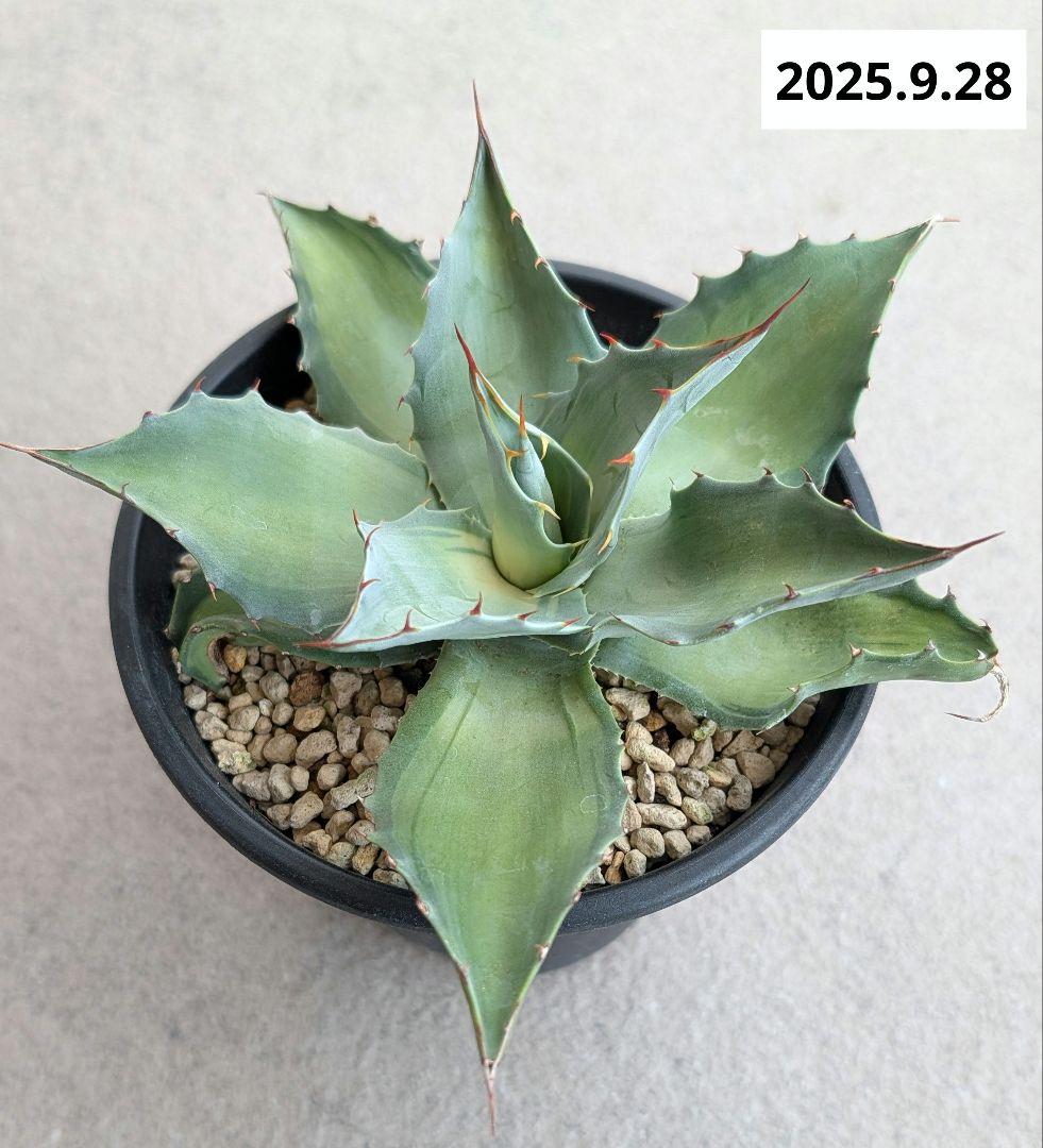 ナッシー_Agave ovatifolia Awakening Angel