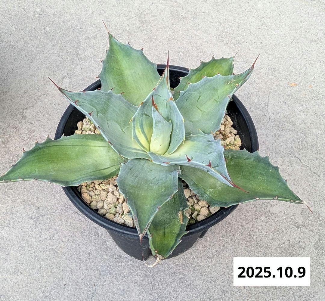 ナッシー_Agave ovatifolia Awakening Angel