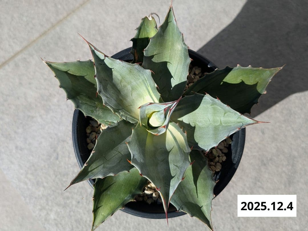 ナッシー_Agave ovatifolia Awakening Angel