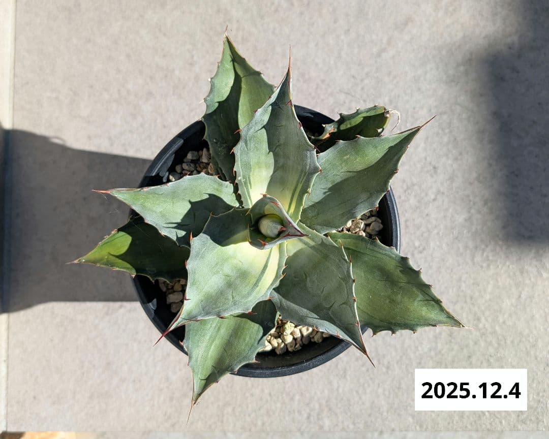 ナッシー_Agave ovatifolia Awakening Angel