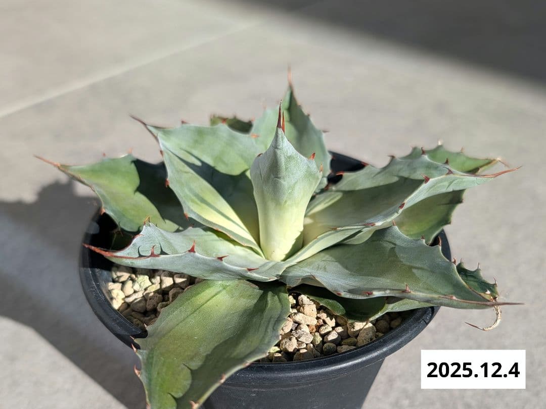 ナッシー_Agave ovatifolia Awakening Angel