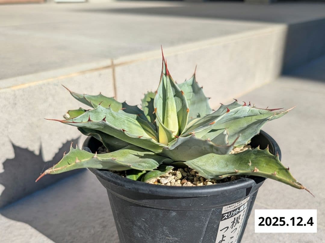 ナッシー_Agave ovatifolia Awakening Angel
