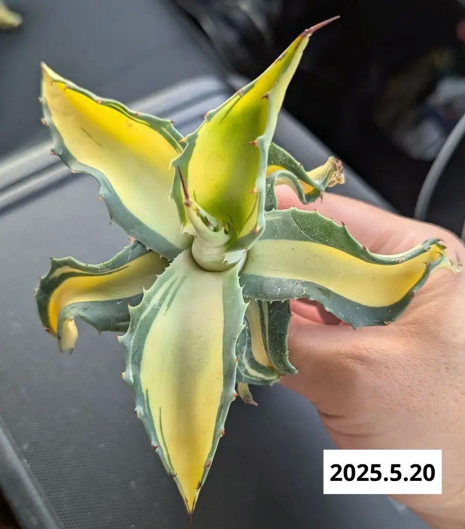 ナッシー_Agave ovatifolia Awakening Angel