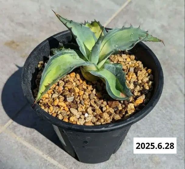 ナッシー_Agave ovatifolia Awakening Angel