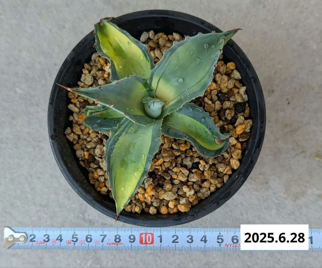 ナッシー_Agave ovatifolia Awakening Angel