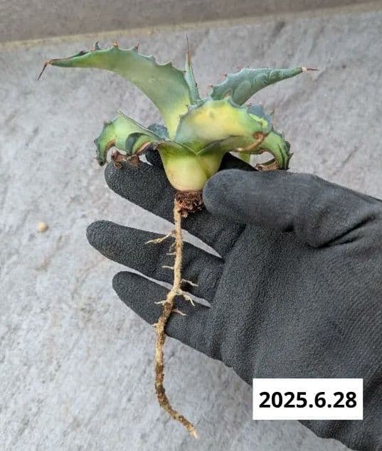 ナッシー_Agave ovatifolia Awakening Angel