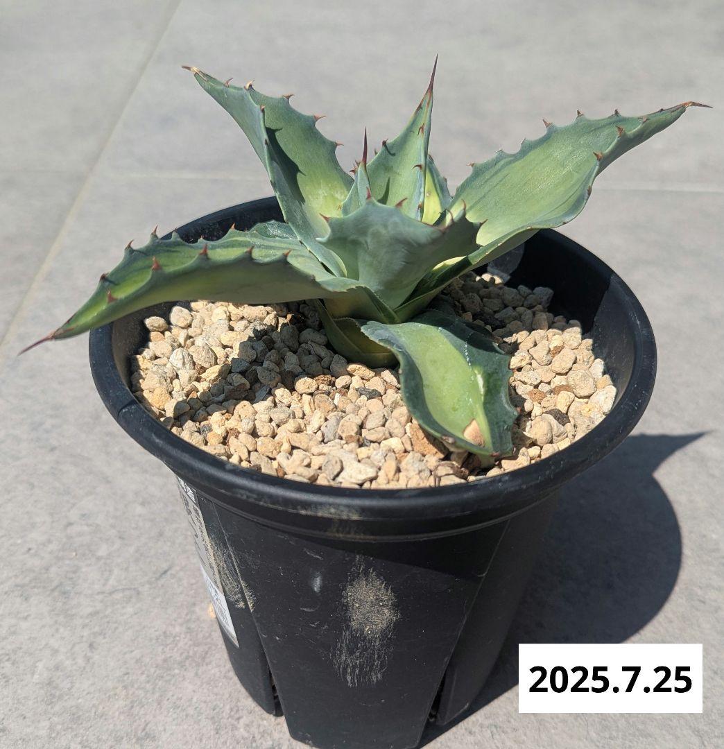 ナッシー_Agave ovatifolia Awakening Angel