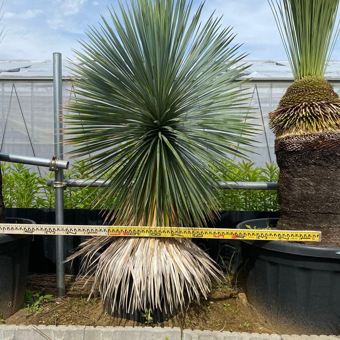 ユッカ　ロストラータ(引き取り限定)