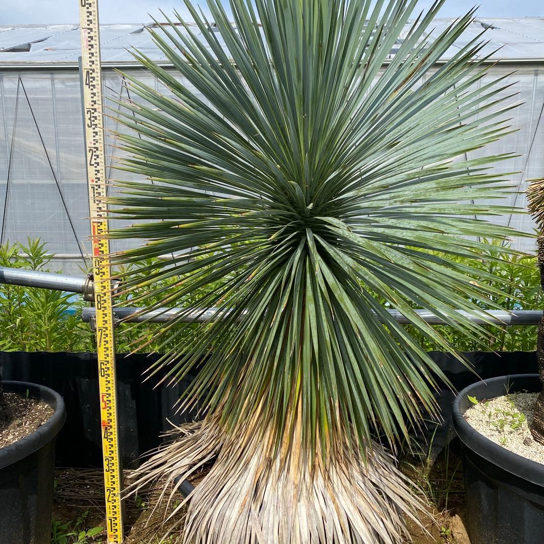 ユッカ　ロストラータ(引き取り限定)