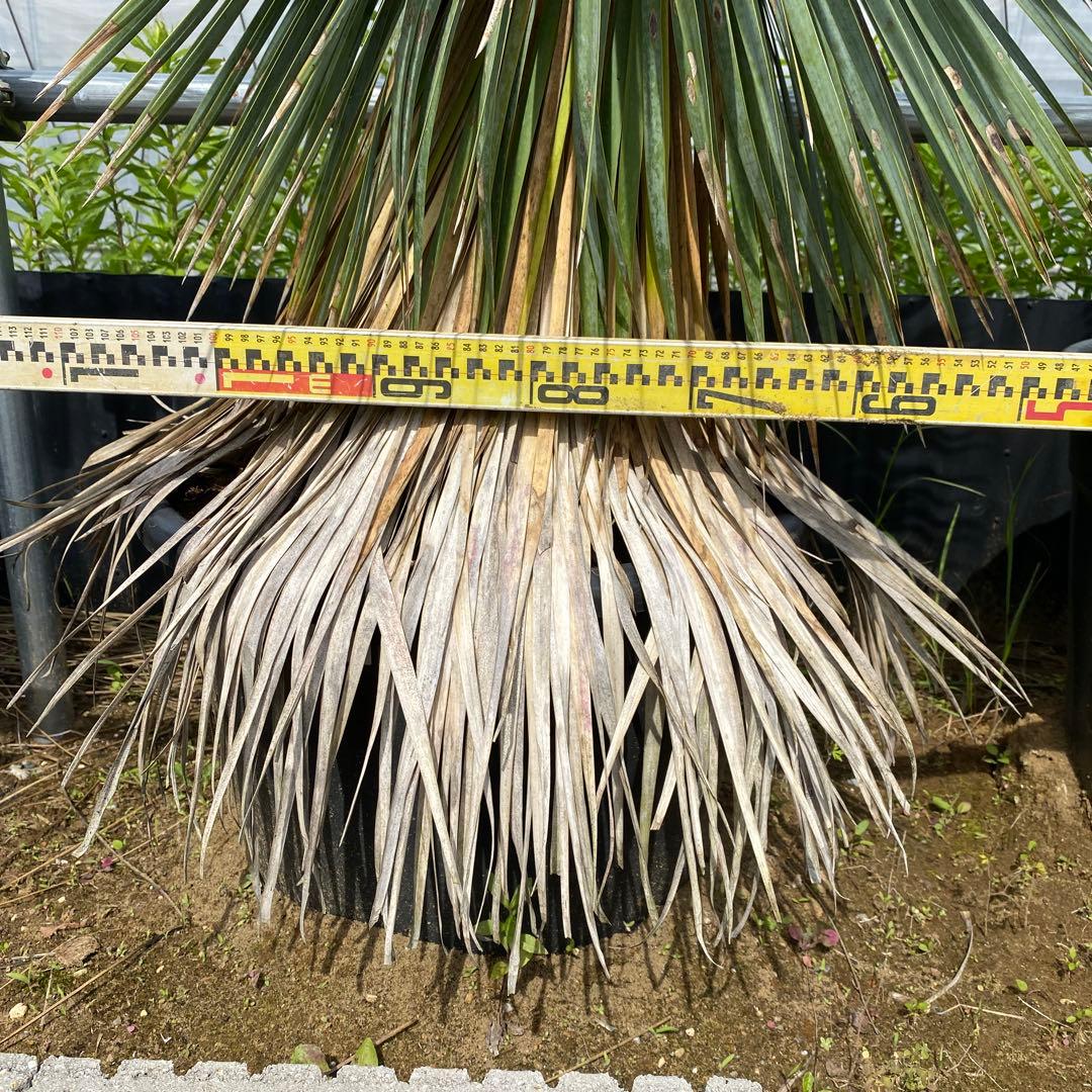 ユッカ　ロストラータ(引き取り限定)