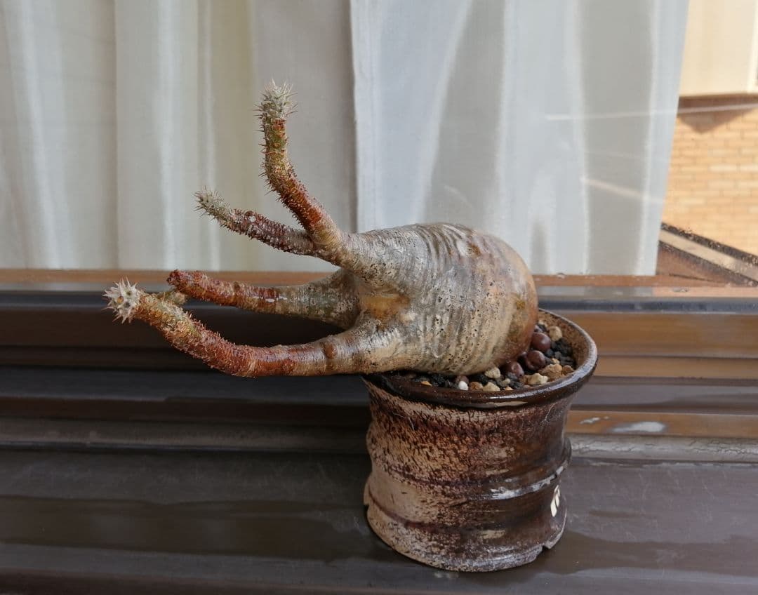 グラキリス現地球 ✮週末セール 2500円引き