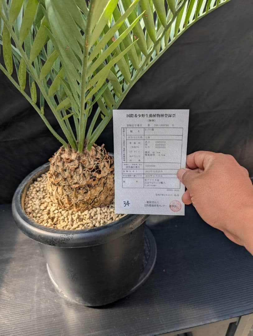 ハヤ特大株 エンセファラルトス プリンセプス １５センチ株 超丸々