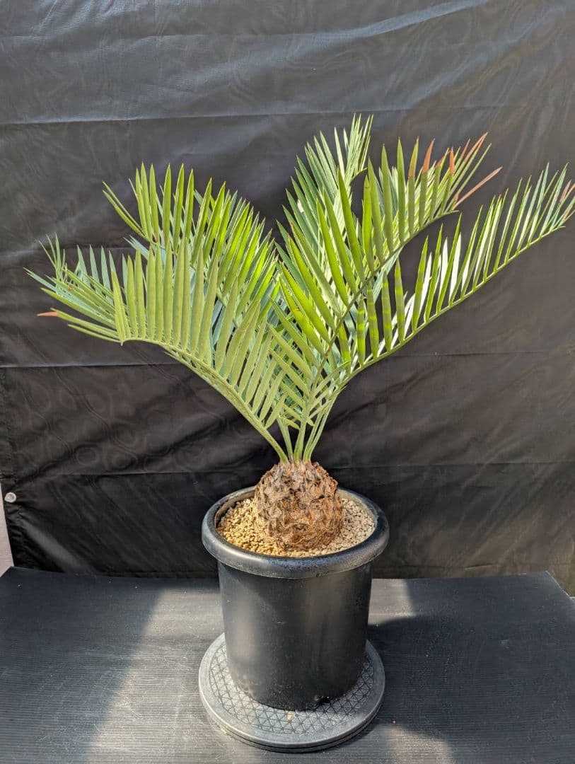 ハヤ特大株 エンセファラルトス プリンセプス １５センチ株 超丸々