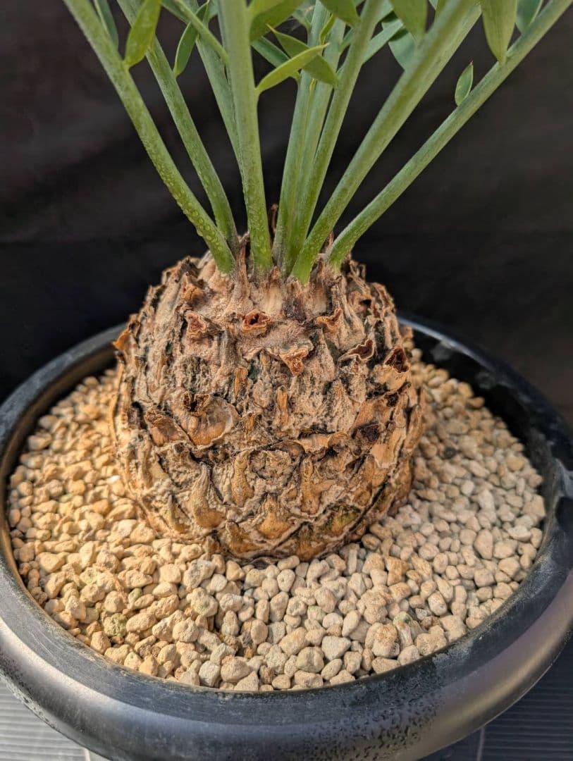 ハヤ特大株 エンセファラルトス プリンセプス １５センチ株 超丸々