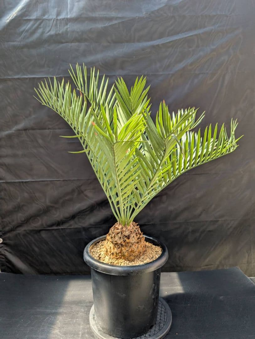 ハヤ特大株 エンセファラルトス プリンセプス １５センチ株 超丸々