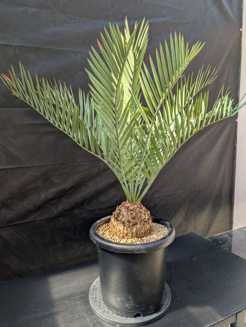 ハヤ特大株 エンセファラルトス プリンセプス １５センチ株 超丸々