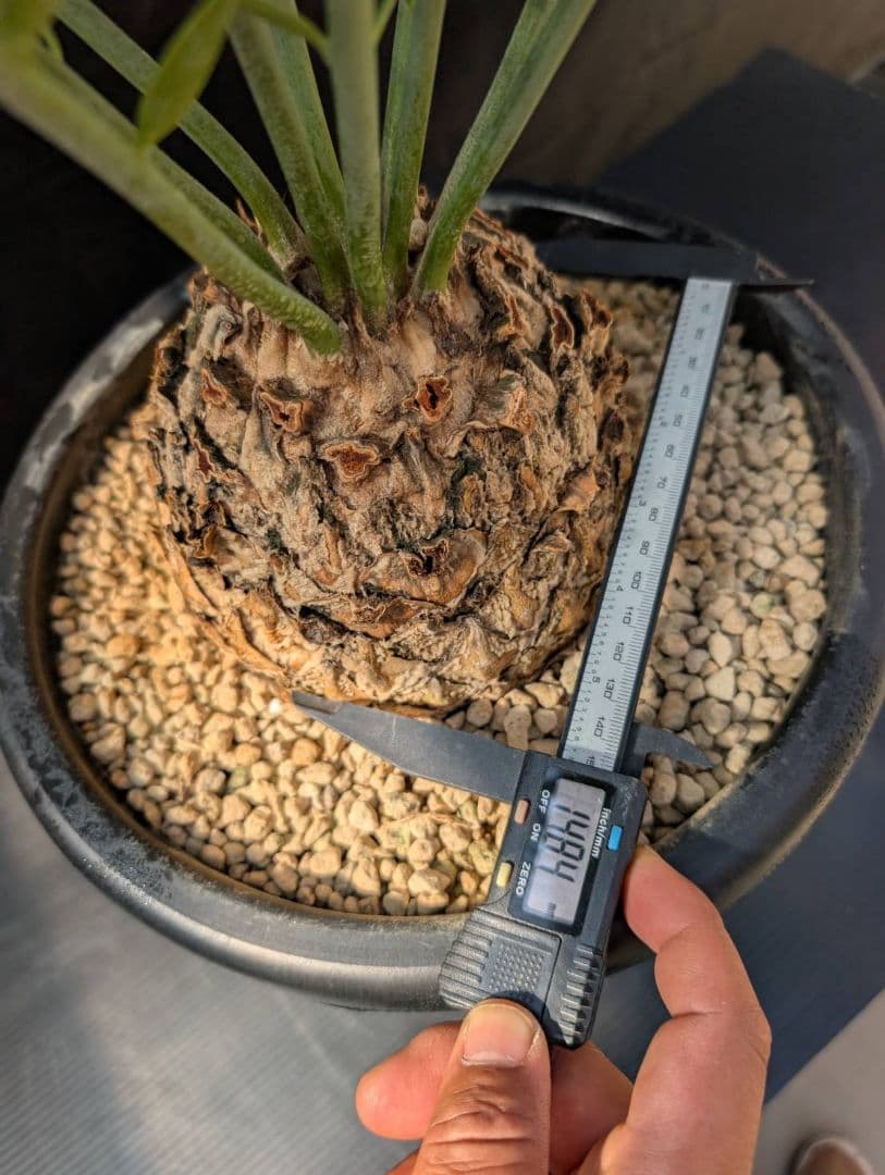 ハヤ特大株 エンセファラルトス プリンセプス １５センチ株 超丸々