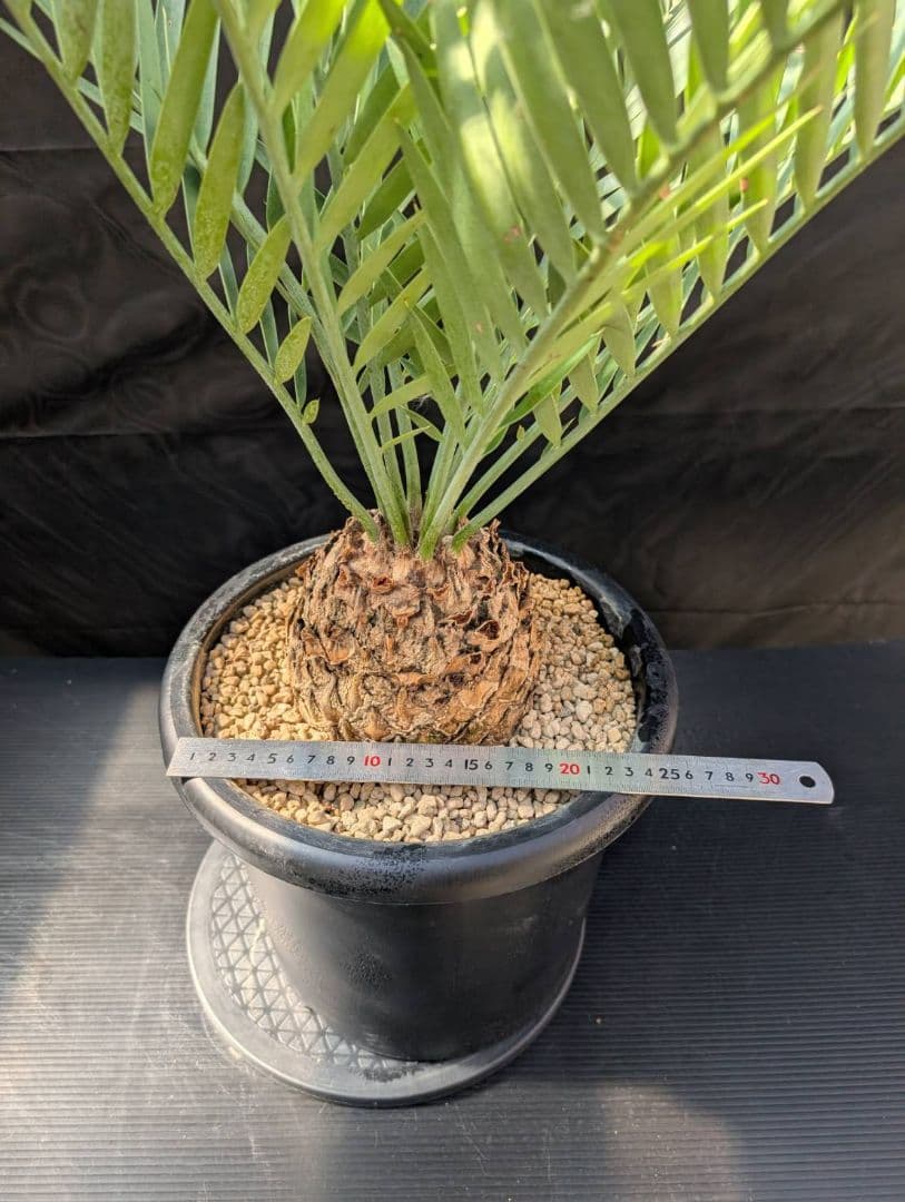 ハヤ特大株 エンセファラルトス プリンセプス １５センチ株 超丸々