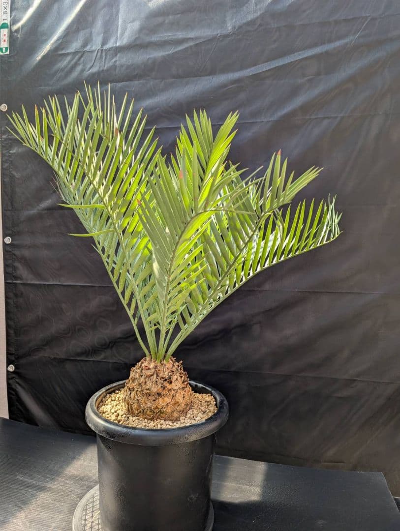 ハヤ特大株 エンセファラルトス プリンセプス １５センチ株 超丸々