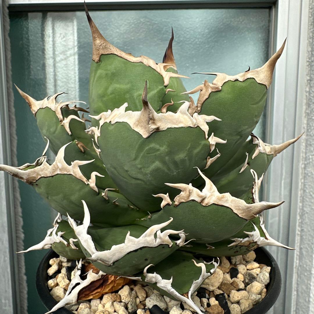 アガベ　チタノタ　チヂレ　雷雪親株