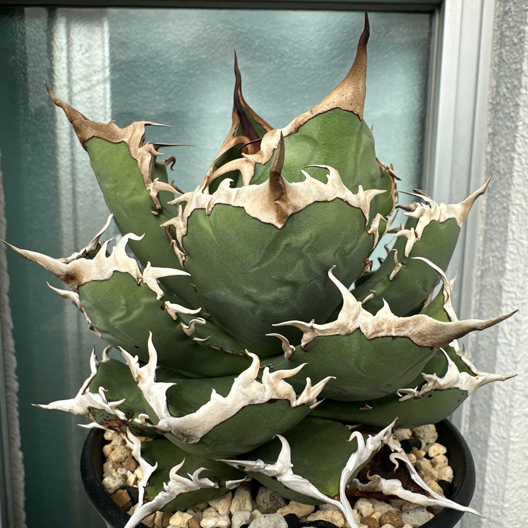 アガベ　チタノタ　チヂレ　雷雪親株