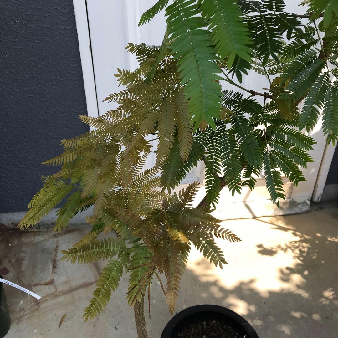 ① エバーフレッシュ 曲がり仕立て 8号特大苗木最高等級極上品‼️新芽沢山