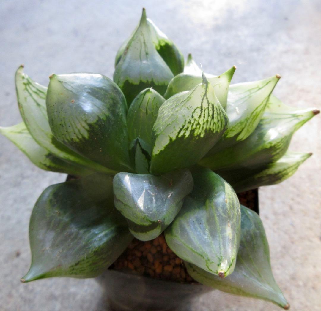 *.裏般若 B型コンプトミュータント *.ハオルシア *ハオルチア *多肉植物*