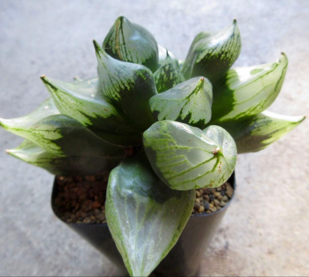 *.裏般若 B型コンプトミュータント *.ハオルシア *ハオルチア *多肉植物*