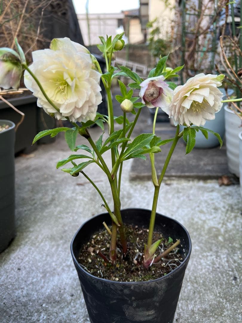 超多弁ベインパステルピンク✨広瀬園芸 クリスマスローズ 苗(開花株