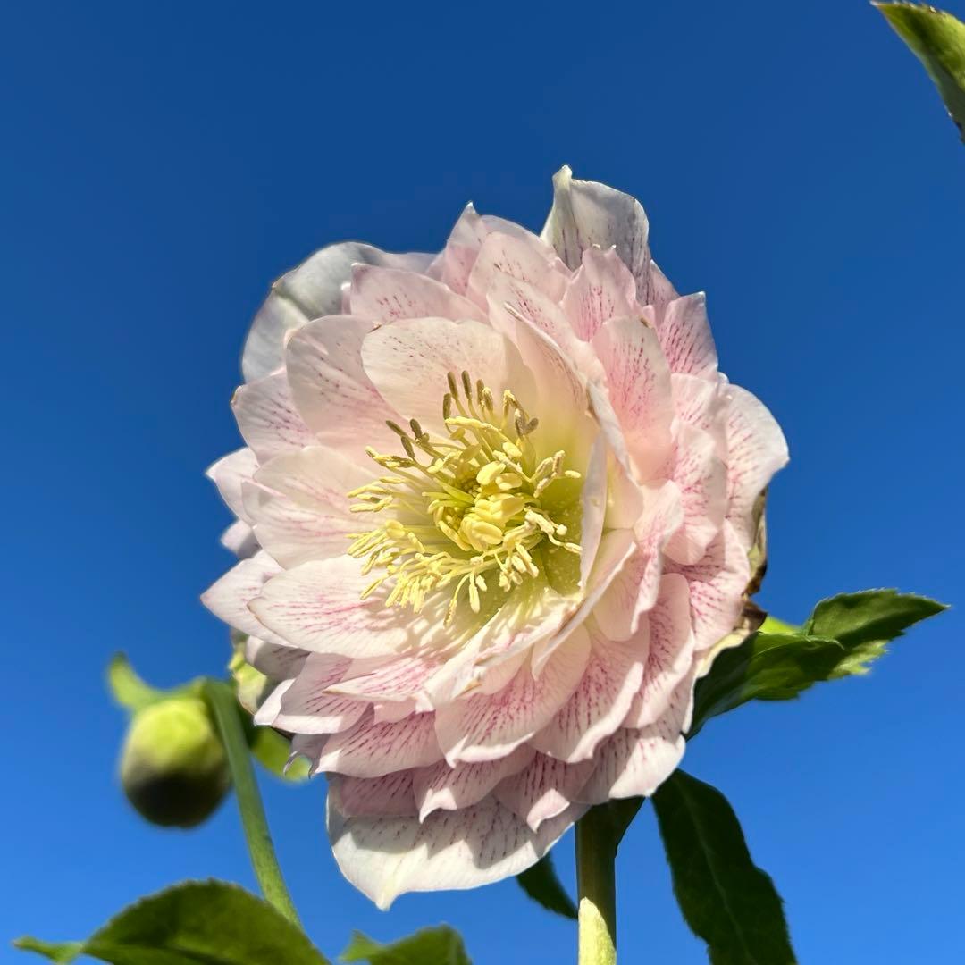 超多弁ベインパステルピンク✨広瀬園芸 クリスマスローズ 苗(開花株