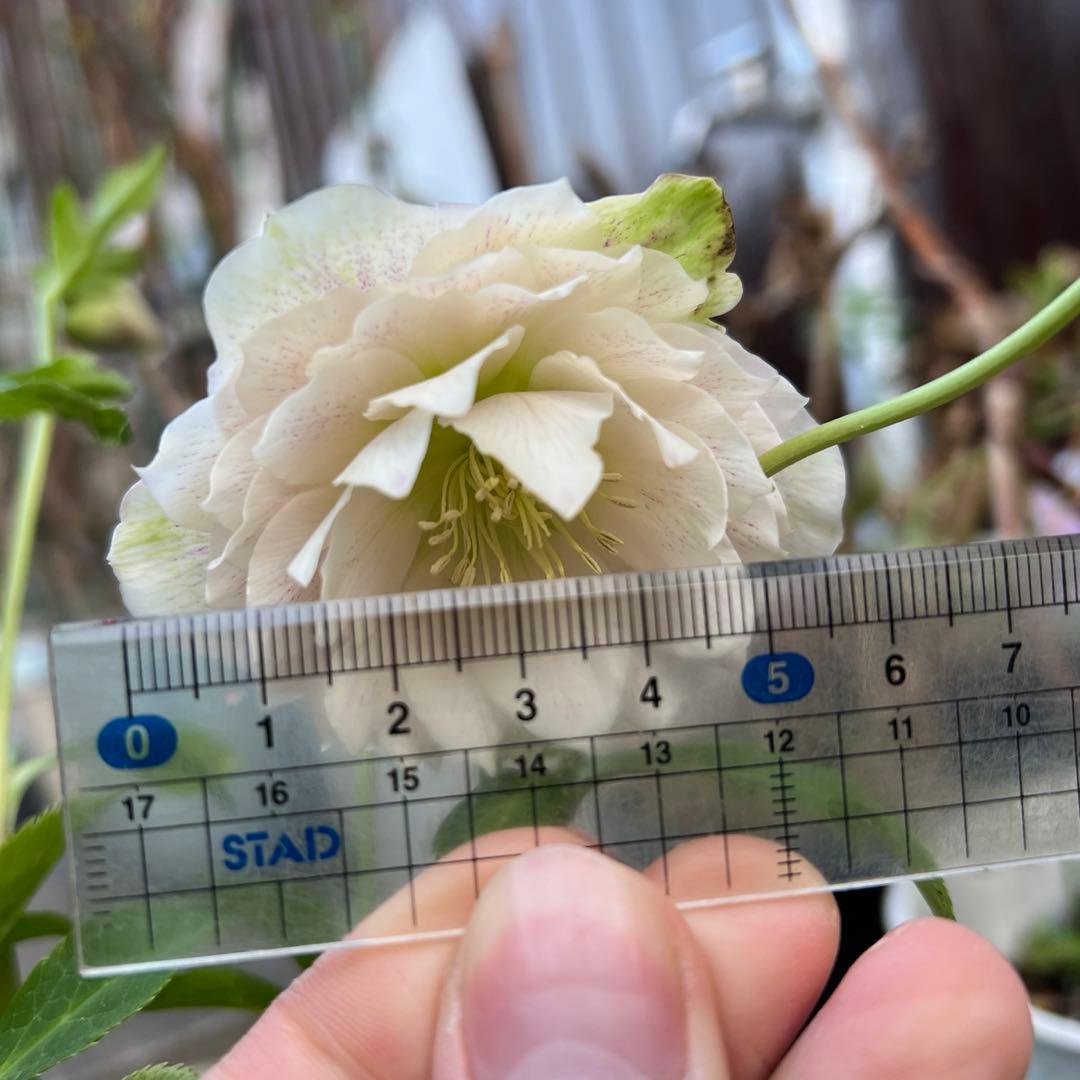 超多弁ベインパステルピンク✨広瀬園芸 クリスマスローズ 苗(開花株