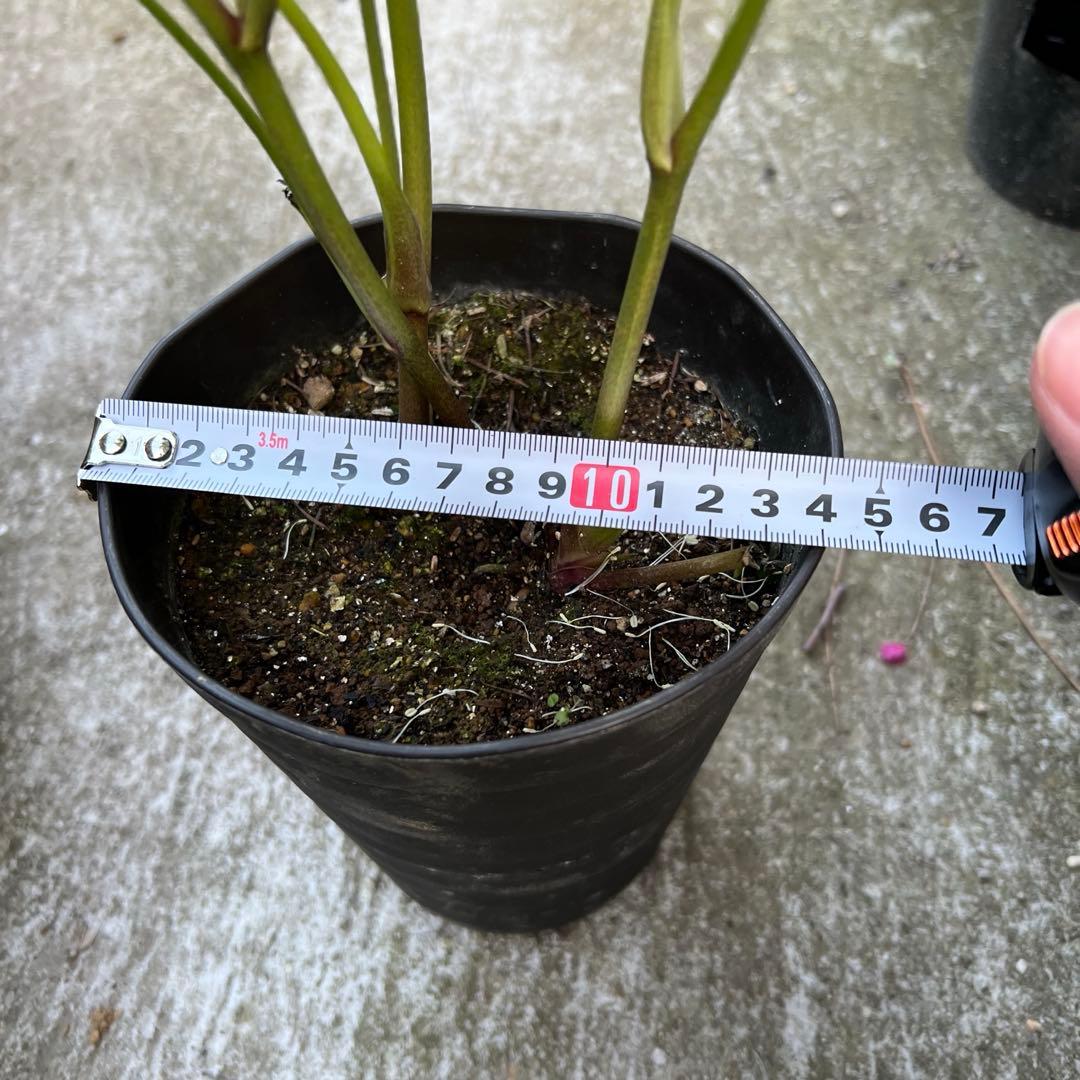 超多弁ベインパステルピンク✨広瀬園芸 クリスマスローズ 苗(開花株