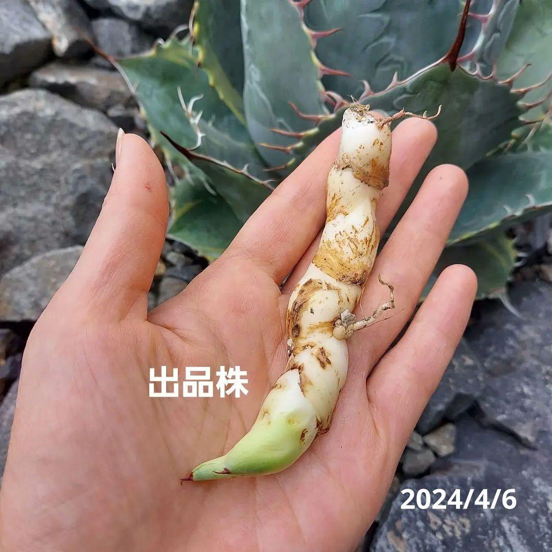 アガベ パラサナ錦 ファイヤーボール 子株 - メルカリ