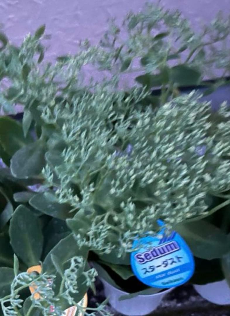 オオベンケイソウ（大弁慶草） 2鉢 もうすぐ開花 沢山の蕾付き 宅急便匿名発送