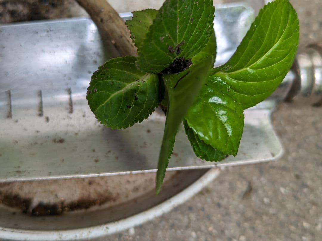 確認画像　八重咲きマジカル