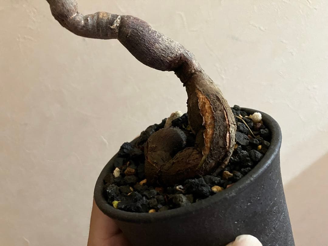 オペルクリカリア　デカリー　8年目