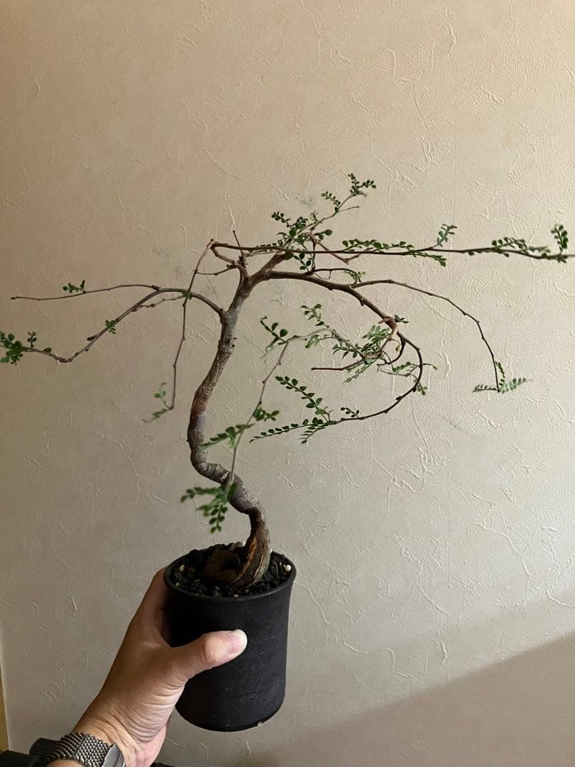 オペルクリカリア　デカリー　8年目