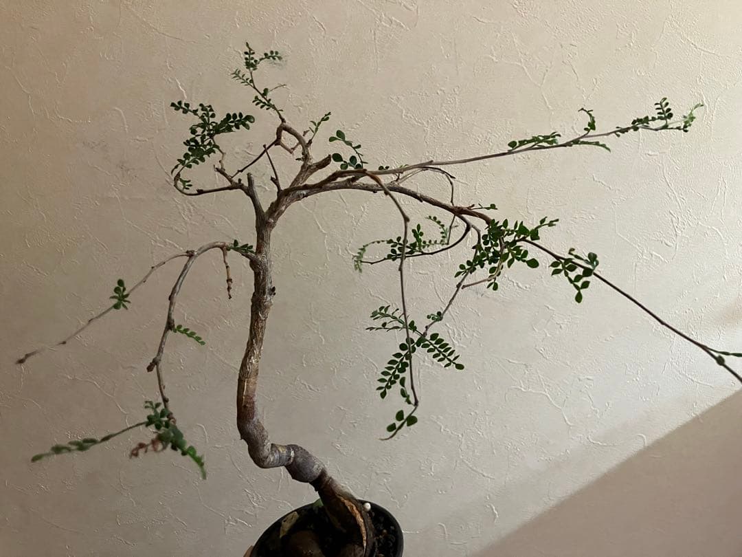 オペルクリカリア　デカリー　8年目