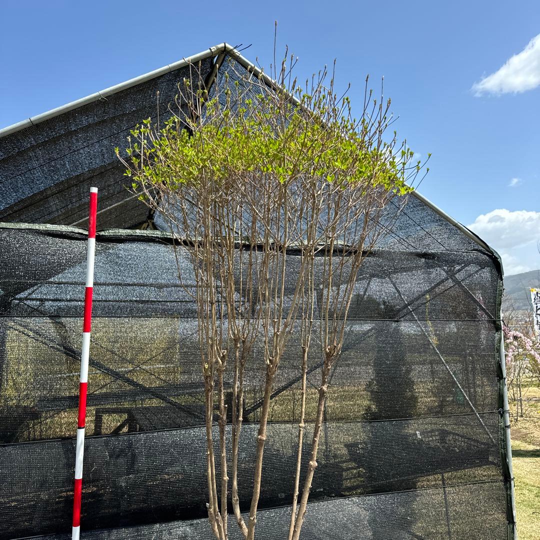 《お引き取り/本州配送可》特大株/ドウダンツツジ【現品限り】2-3