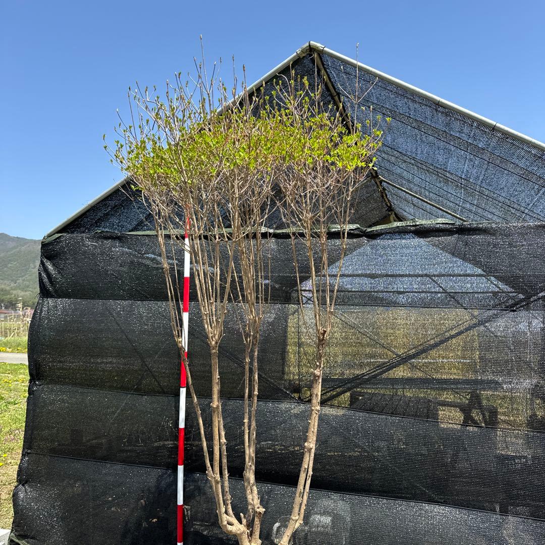 《お引き取り/本州配送可》特大株/ドウダンツツジ【現品限り】2-3