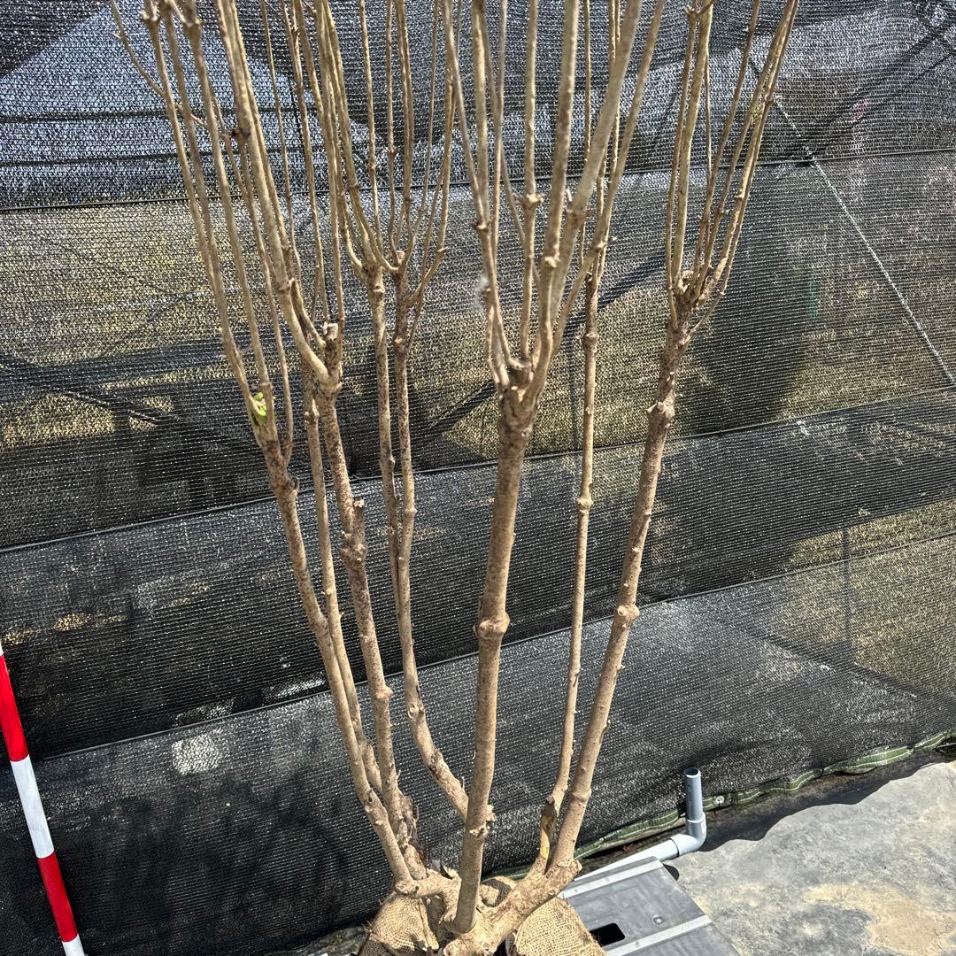 《お引き取り/本州配送可》特大株/ドウダンツツジ【現品限り】2-3