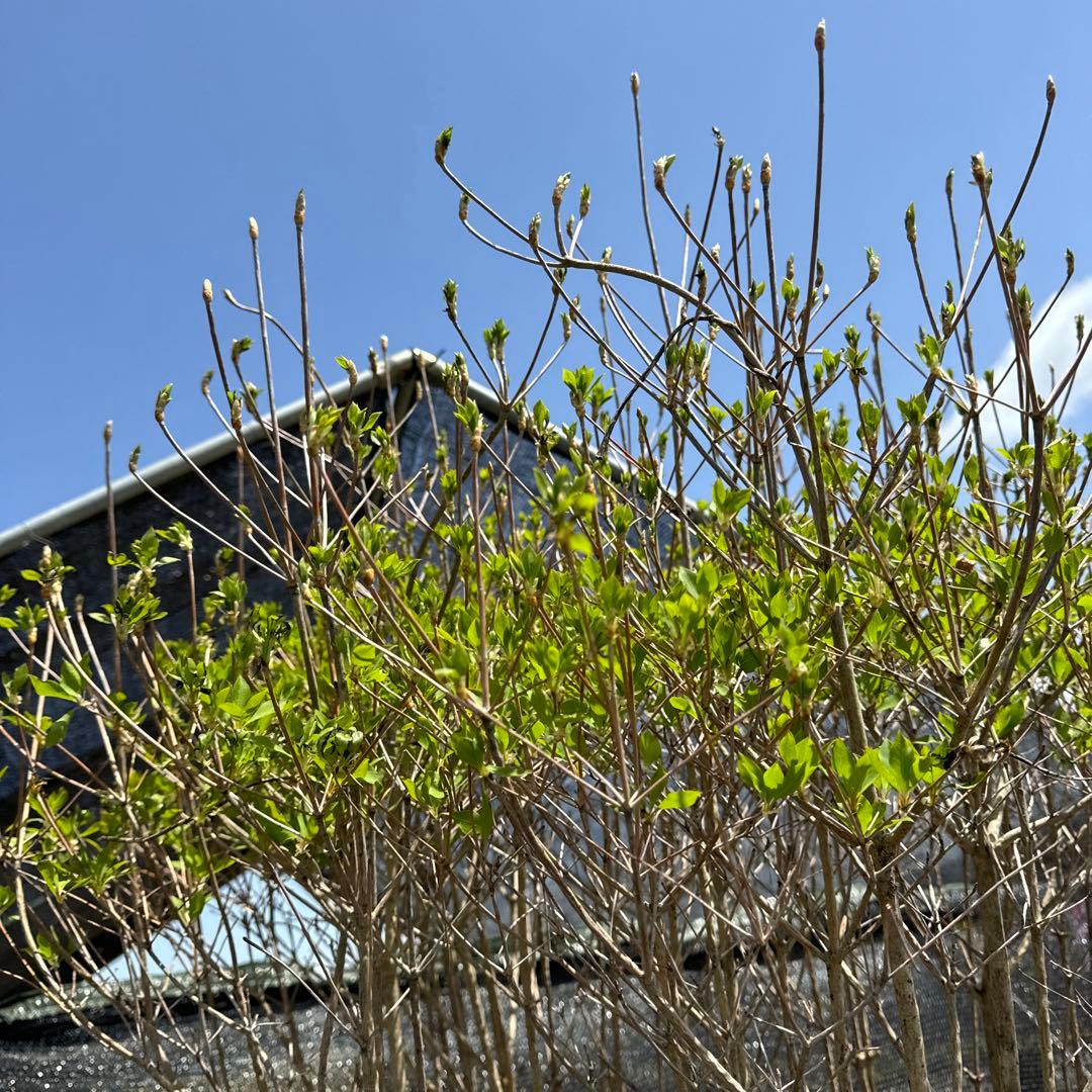 《お引き取り/本州配送可》特大株/ドウダンツツジ【現品限り】2-3