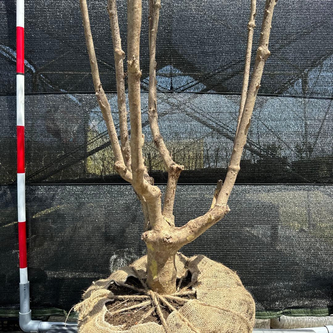 《お引き取り/本州配送可》特大株/ドウダンツツジ【現品限り】2-3