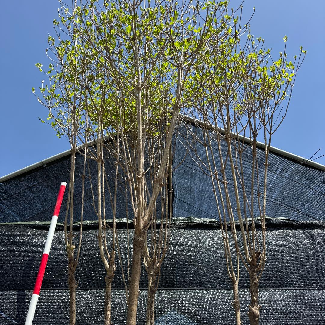 《お引き取り/本州配送可》特大株/ドウダンツツジ【現品限り】2-3