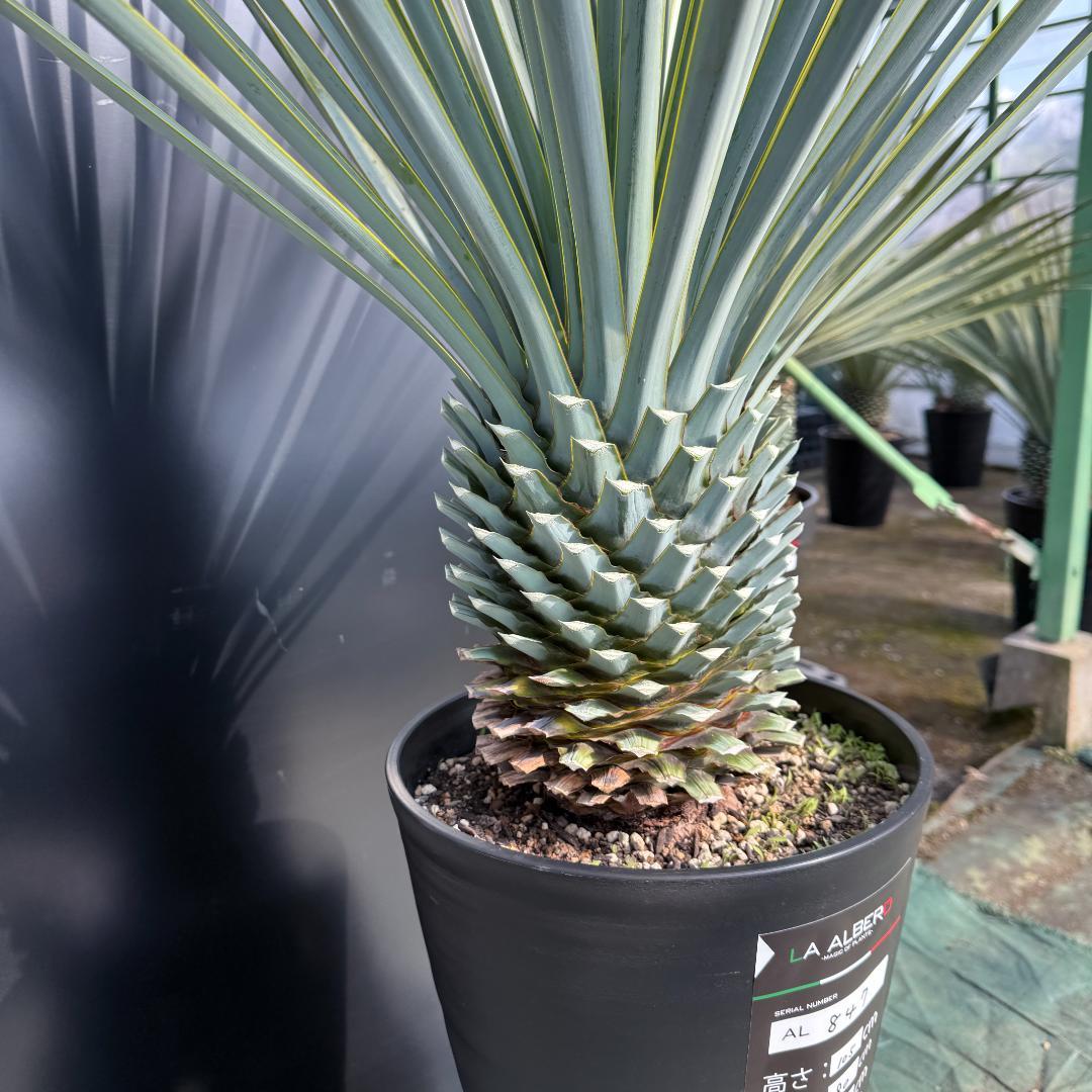 【AL847】ユッカ　リギダ　超ブルー個体　※専用商品