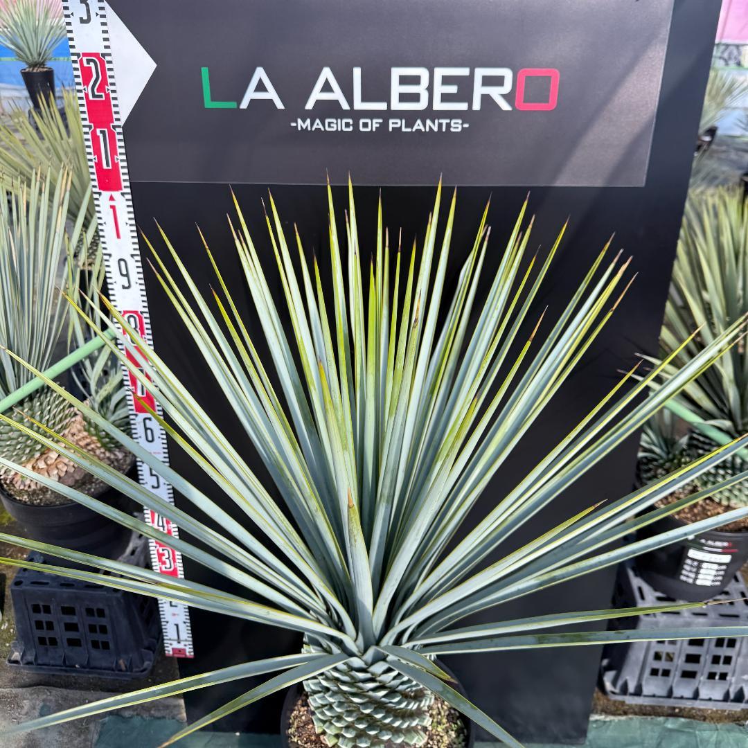 【AL847】ユッカ　リギダ　超ブルー個体　※専用商品