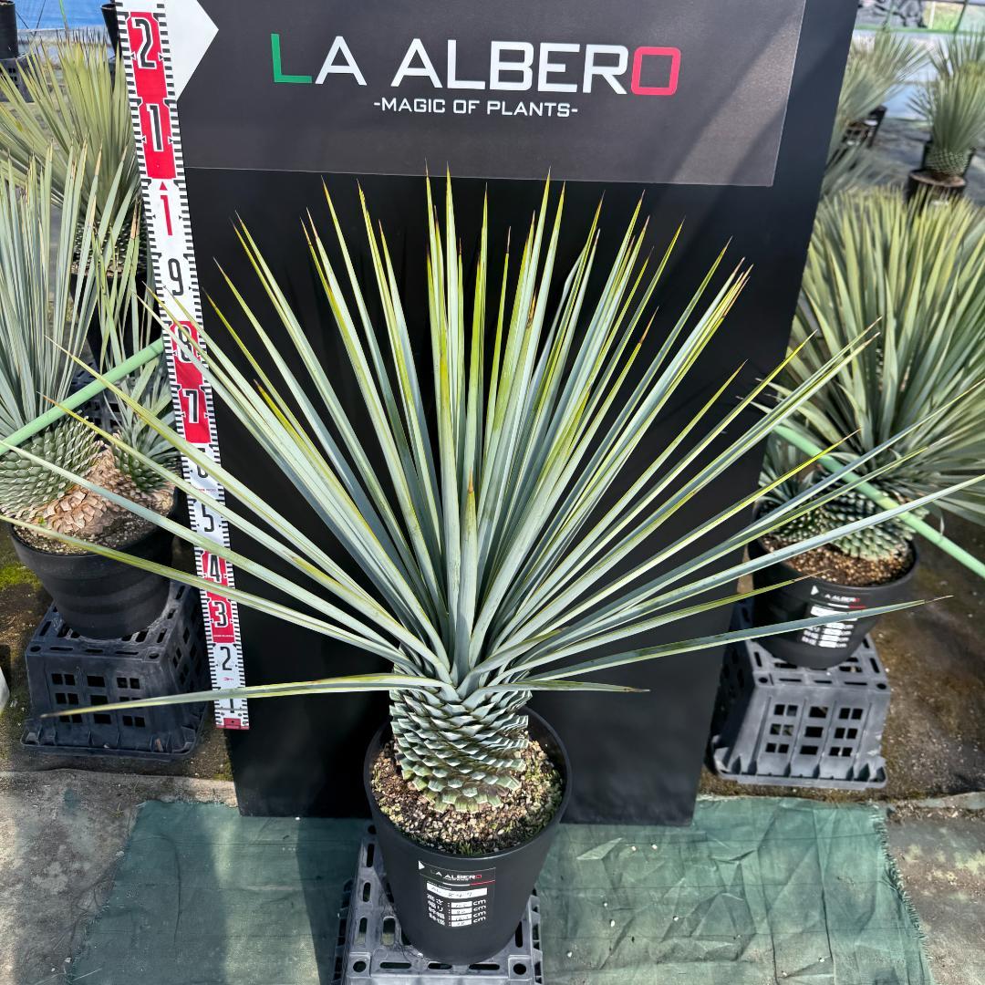 【AL847】ユッカ　リギダ　超ブルー個体　※専用商品