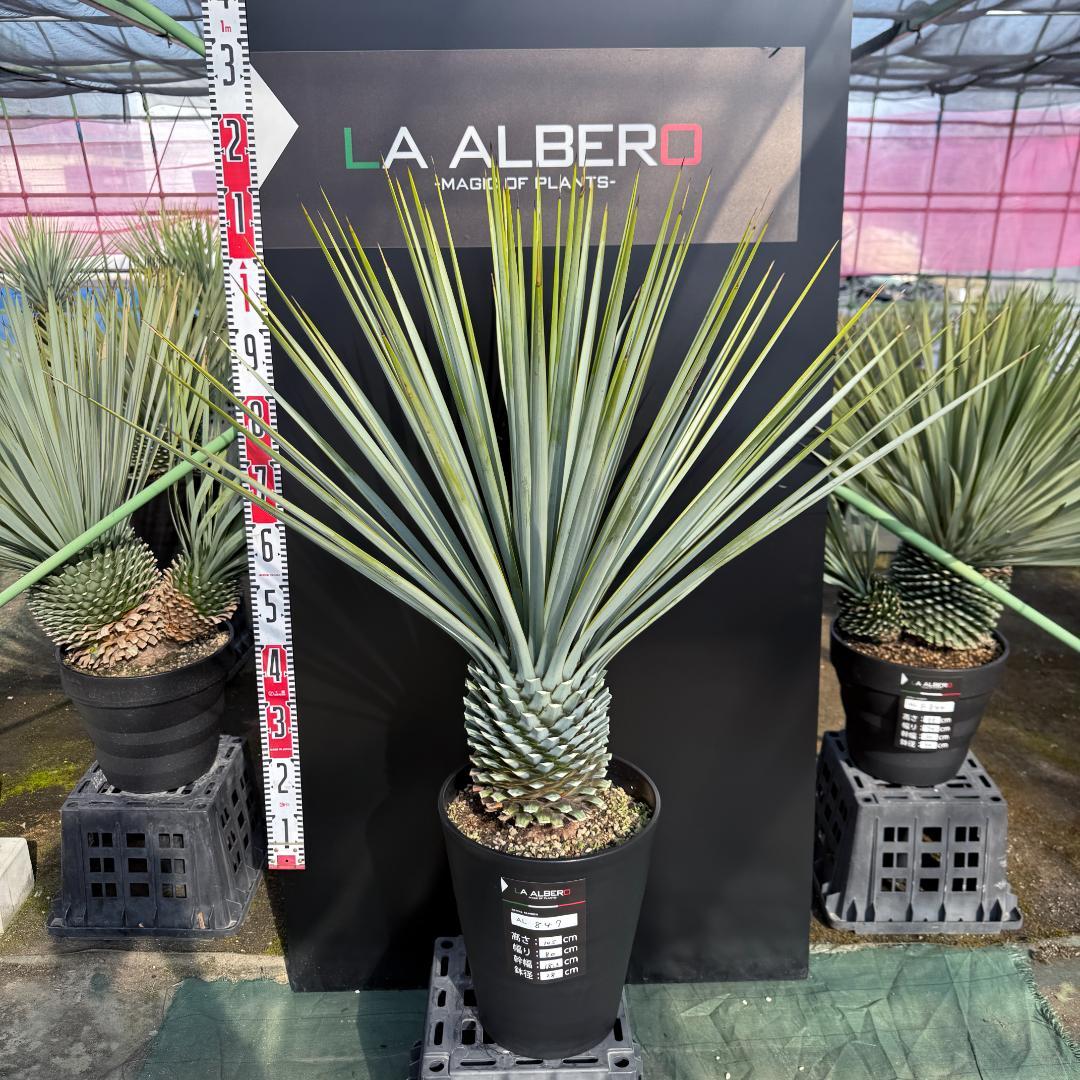 【AL847】ユッカ　リギダ　超ブルー個体　※専用商品